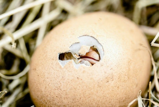 Helping Things Along: Why Your Doc May Need to Induce Labor - ANB BABY